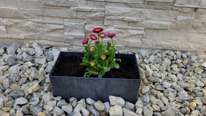 Blumenkasten