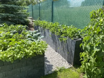 Ein Beet voller Erdbeeren